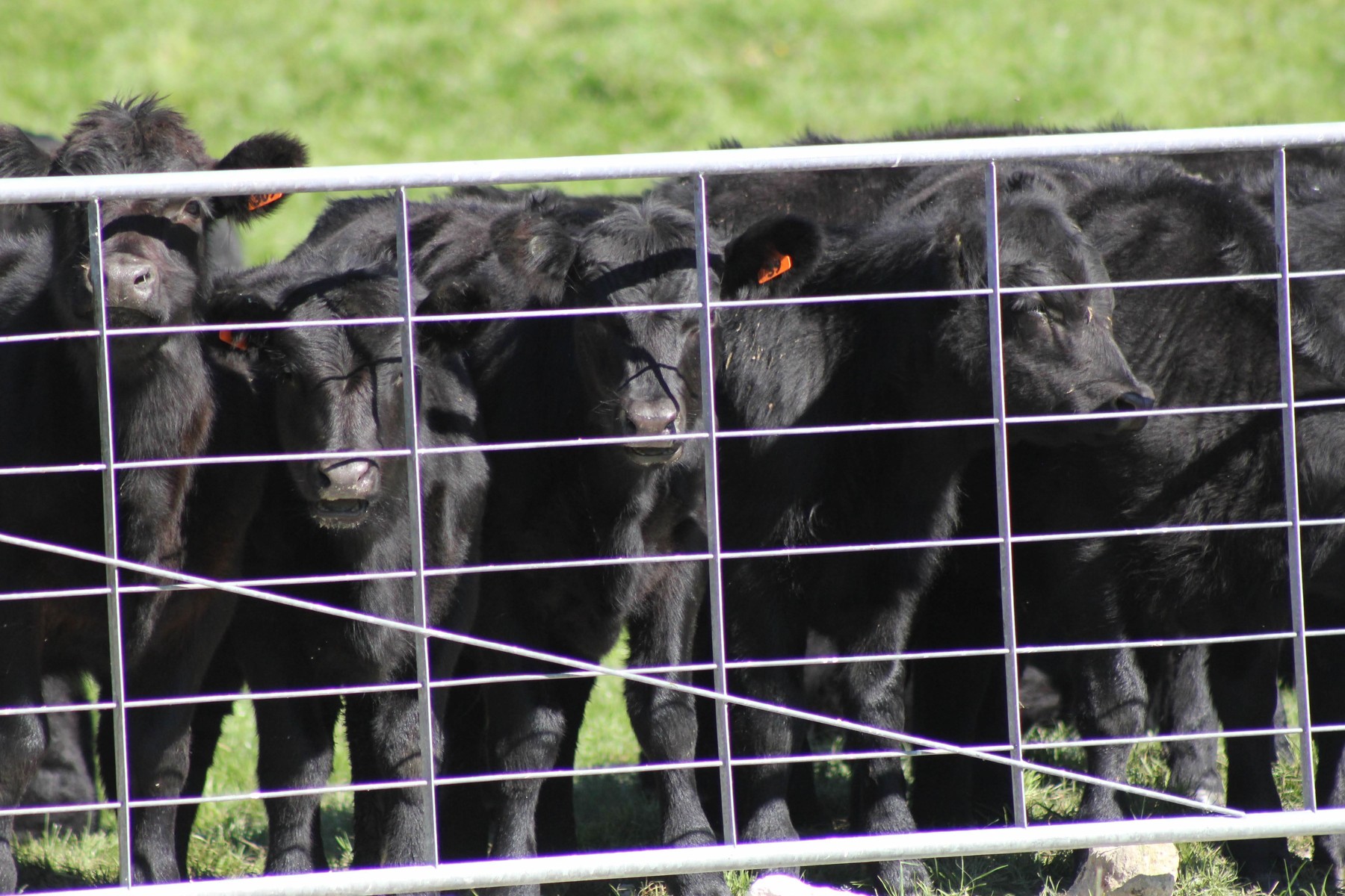 Stockerau Station-0868