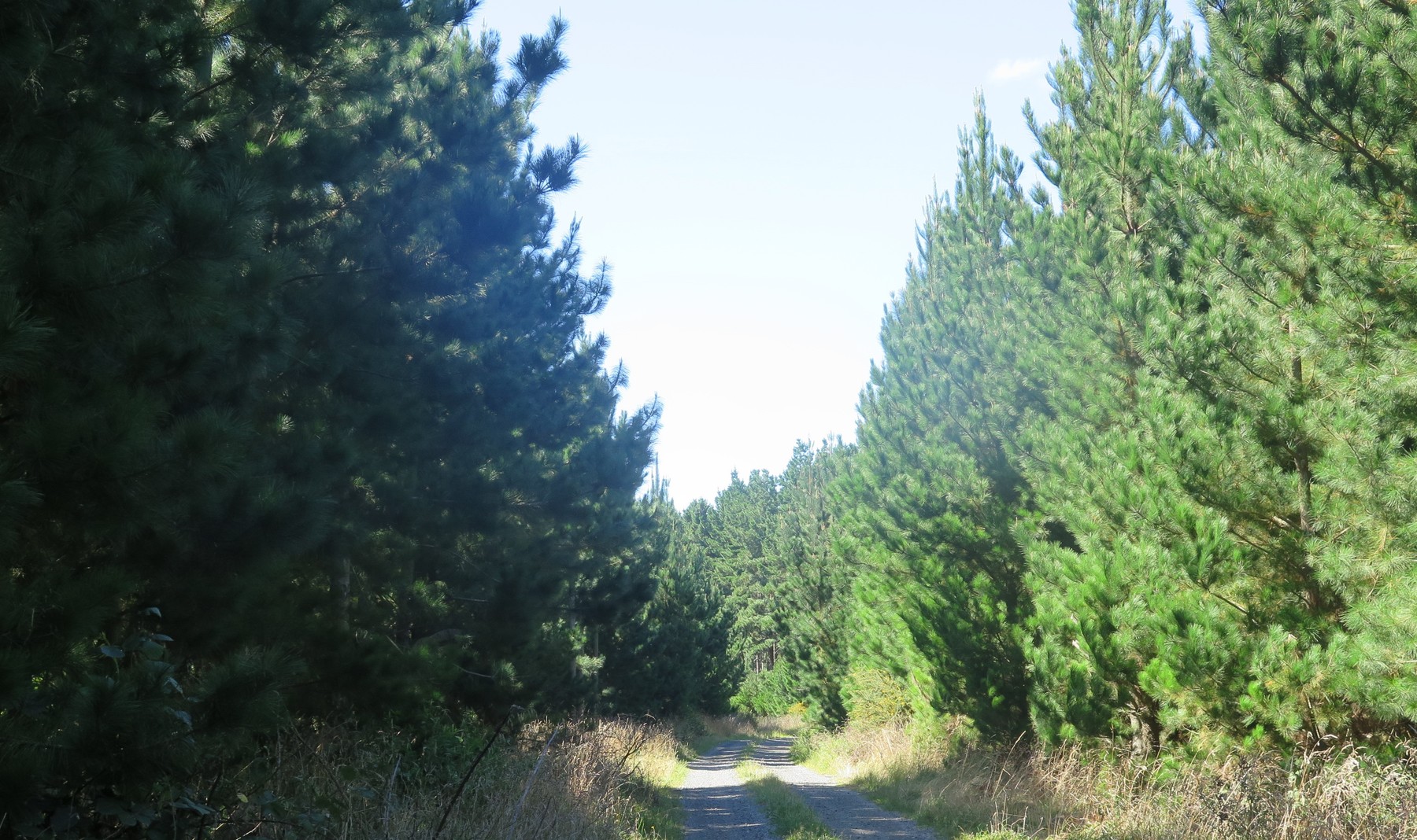 Afforestation Partners-9460