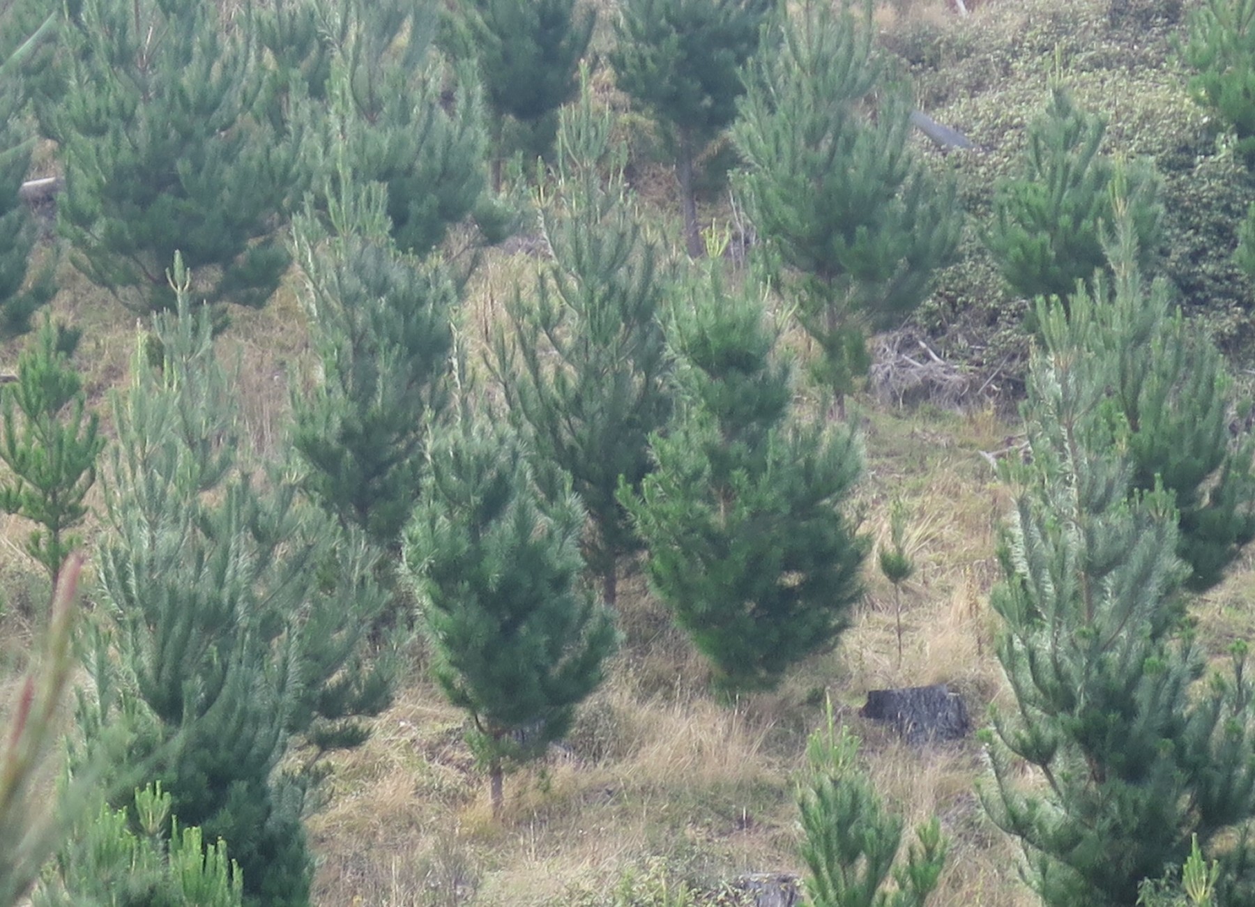 Afforestation Partners-b7ac